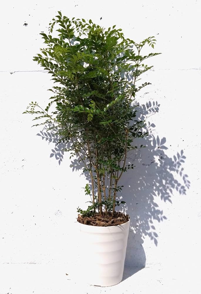 Amazon | シマトネリコ 株立 丈夫で育てやすい 観葉植物
